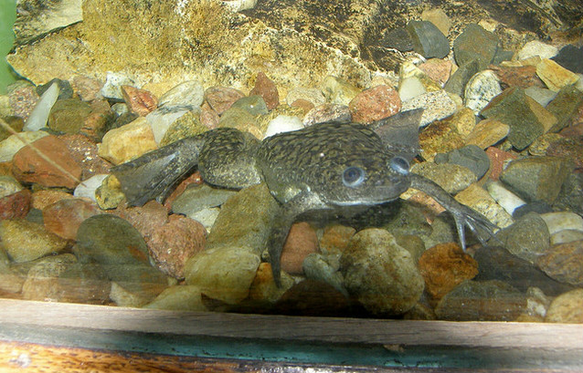 african clawed frog