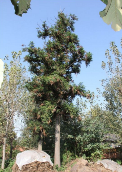 灰叶杉木_百度百科