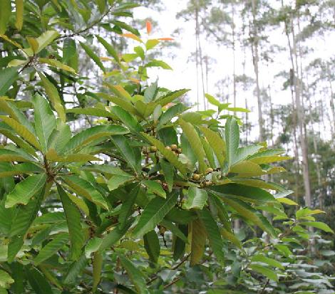  p>大叶栎(学名: i>quercus griffithii  /i>hook. f.