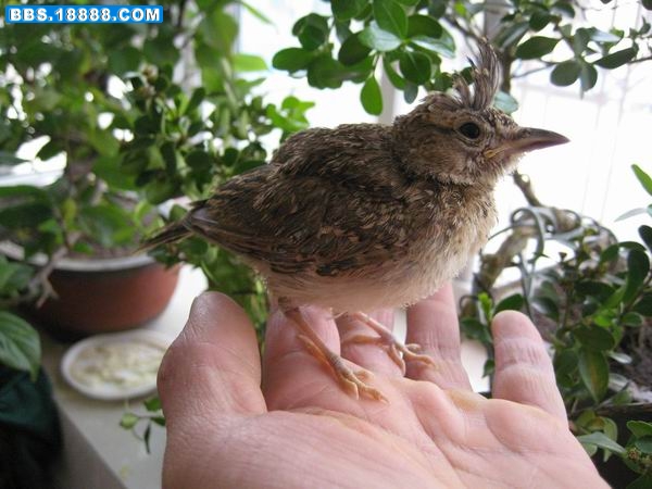  p>蒙古百灵(学名: i>melanocorypha mongolica /i>)是一种小型 a