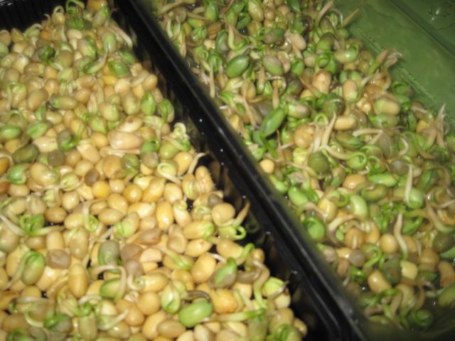毛毛豆