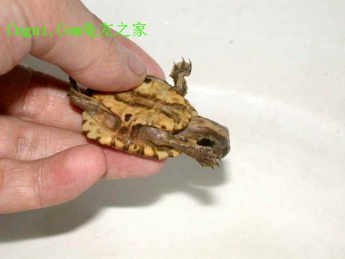 ">阿根廷蛇颈龟又叫 a target="_blank" href="/item/钉颈龟/9660867"