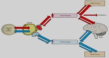  p>全身麻醉药(general anaesthetics)简称全麻药,是