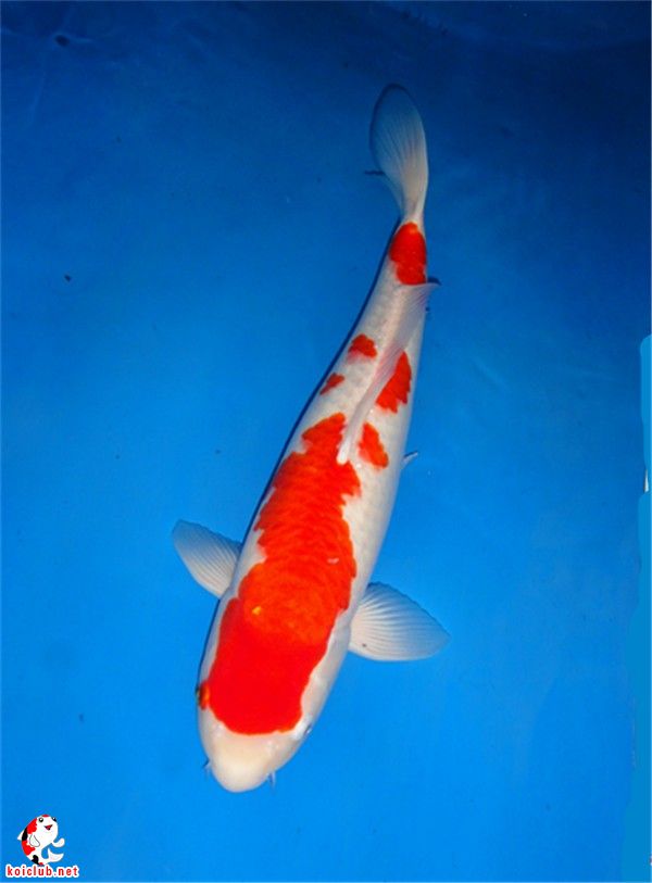 常言道:"锦鲤始于红白而终于红白",意思是说初学者刚看到红白觉得美妙