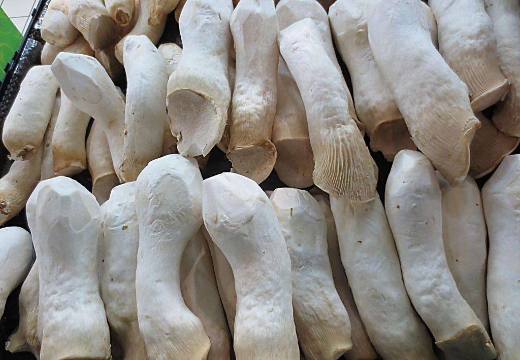  p>杏鲍菇是典型的亚热带草原—干旱沙漠地区的野生食用菌,于春末至夏