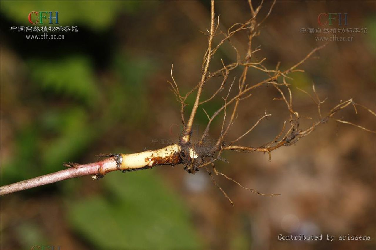  p>大麻叶乌头(学名:aconitum cannabifolium franch.