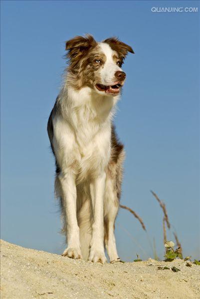 牧羊犬