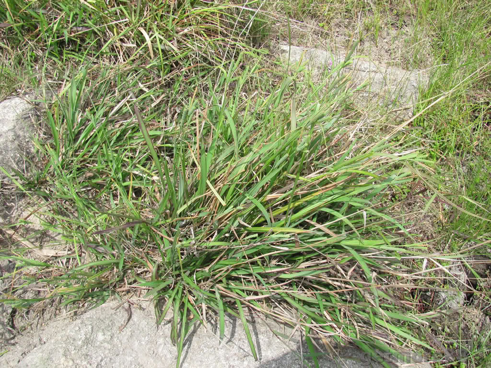  p> span class="ref" data-ctrid="pyyzrb0">连城薹草(学名: /span> 