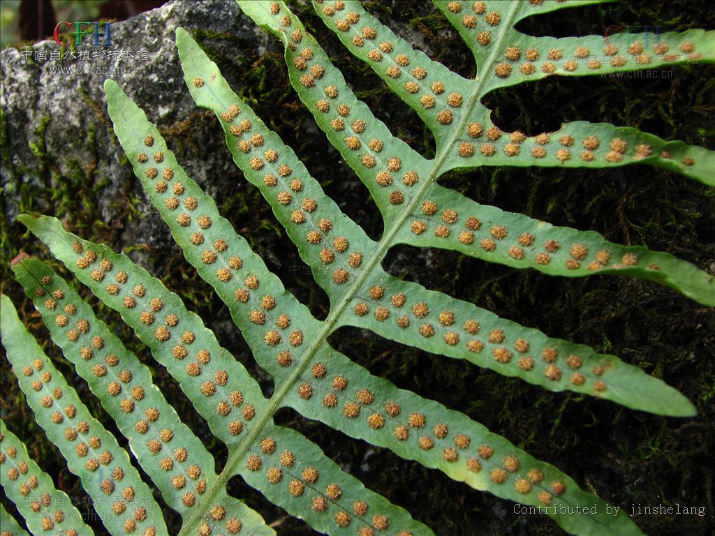  p> b>滇越水龙骨 /b>(学名: b> i>polypodiodes bourretii /i> /b>)