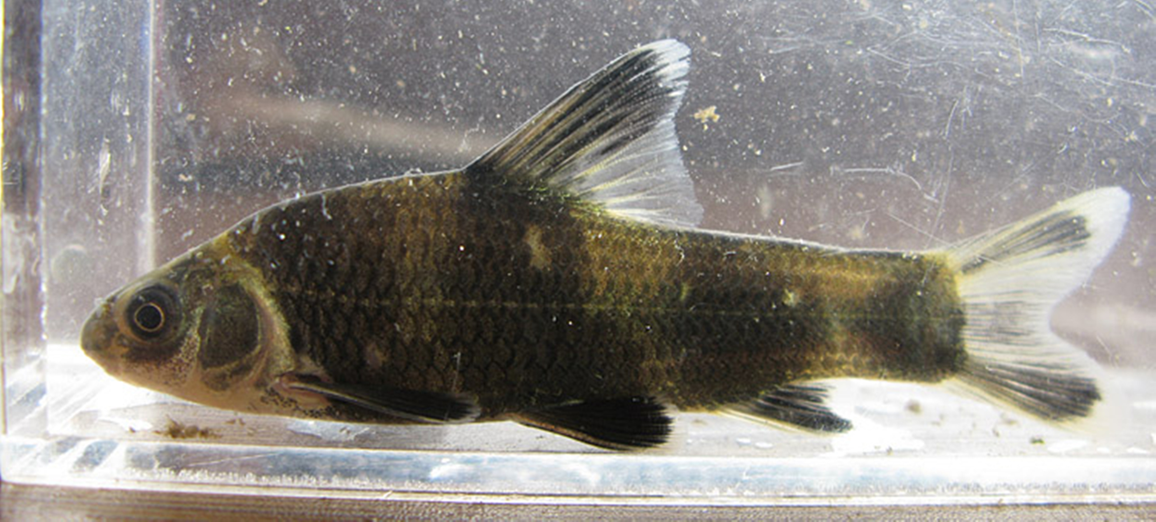  p>黑鳍鳈,体背及体侧灰暗,间杂有黑色和棕黄色的斑纹,腹部白色.