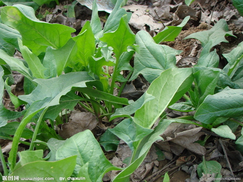  p>菠菜属(学名:spinacia l.