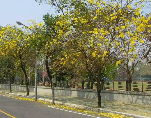 黄花风铃木