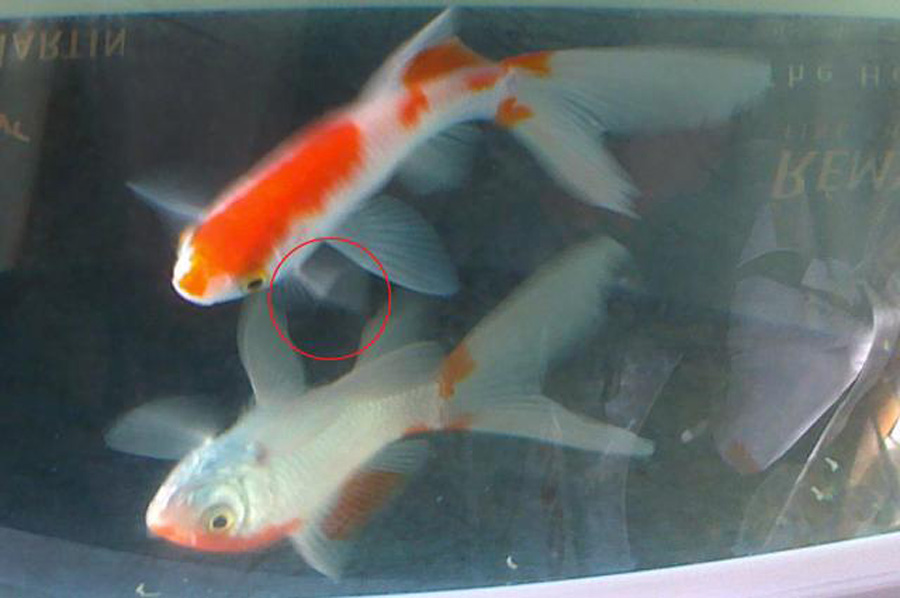  p>水霉病(saprolegniasis)常感染体表受伤组织及死卵,形成灰白色如