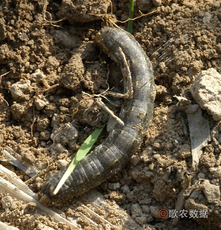  p>昆虫名,属鳞翅目, a target="_blank" href="/item/夜蛾科/6243240