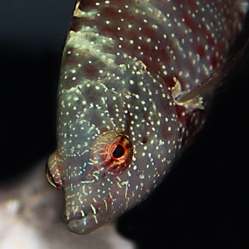  p>绿尾唇鱼,学名: i>cheilinus chlorourus  /i>(bloch, 1791),为 a