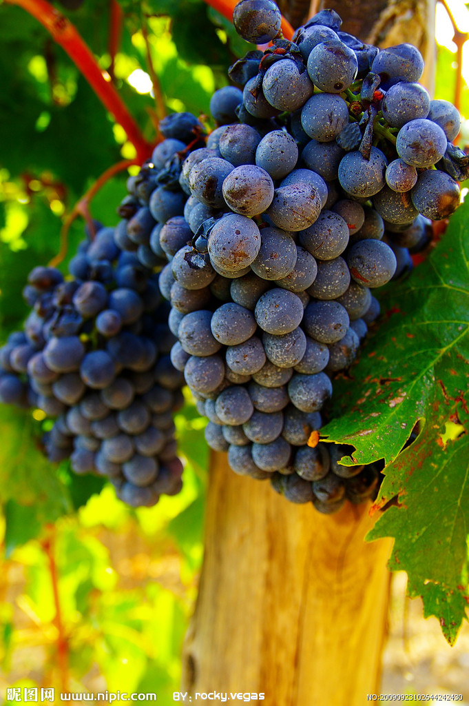  p>红香蜜葡萄是日本最新培育的欧美杂交 a target="_blank" href="