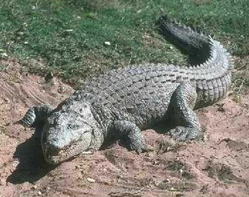  p>危地马拉鳄,学名 b> i>crocodylus moreletii /i>  /b>(bribron et