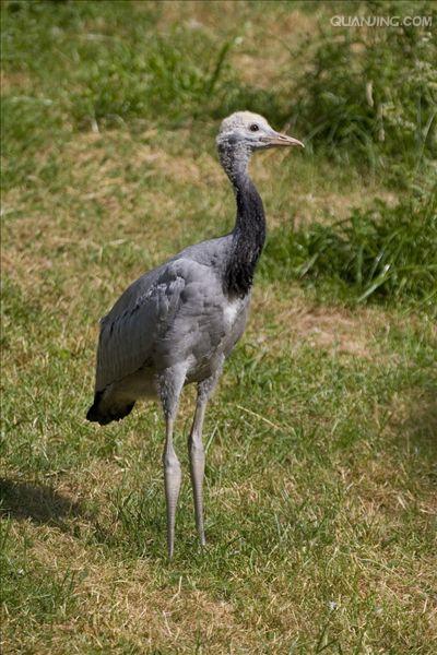  p>蓑羽鹤(学名: i>anthropoides virgo /i>)大