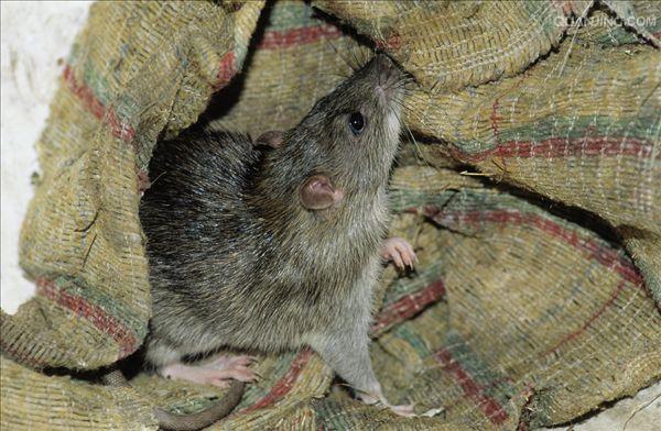  p>褐家鼠(学名 i>: /i> i>rattus norvegicus /i>),也称为褐鼠,大家