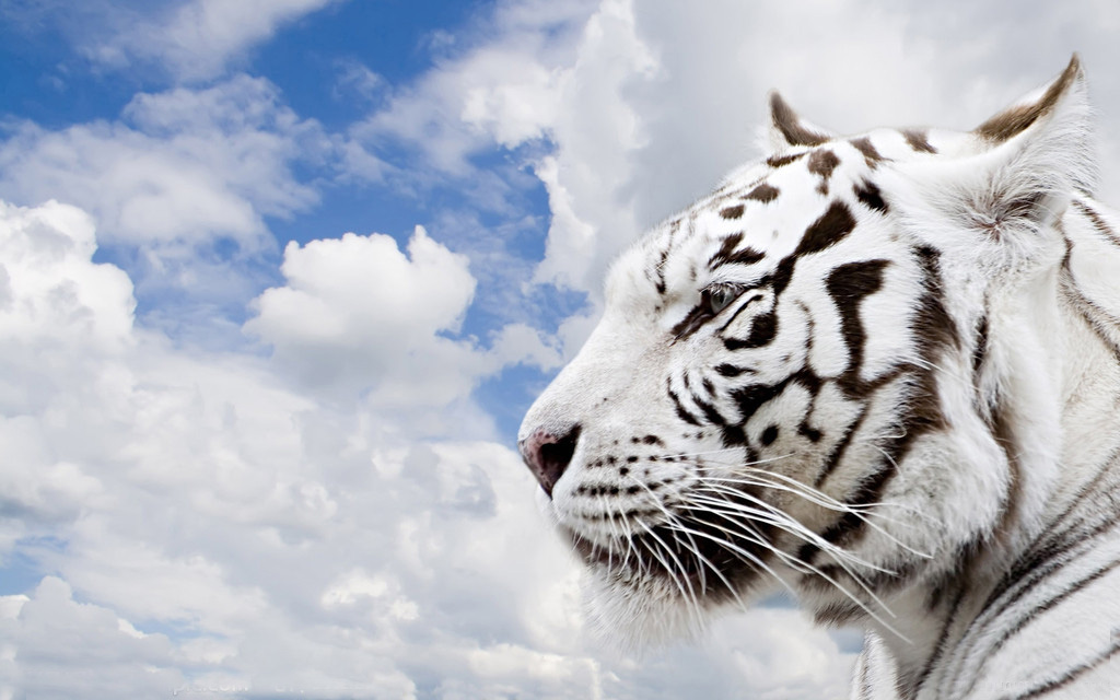  p>白老虎(拉丁学名: i>panthera tigris tigris /i>)是脊索动物门