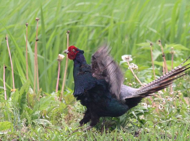  p data-id="gn8c385gfe">绿雉伊豆亚种, a t