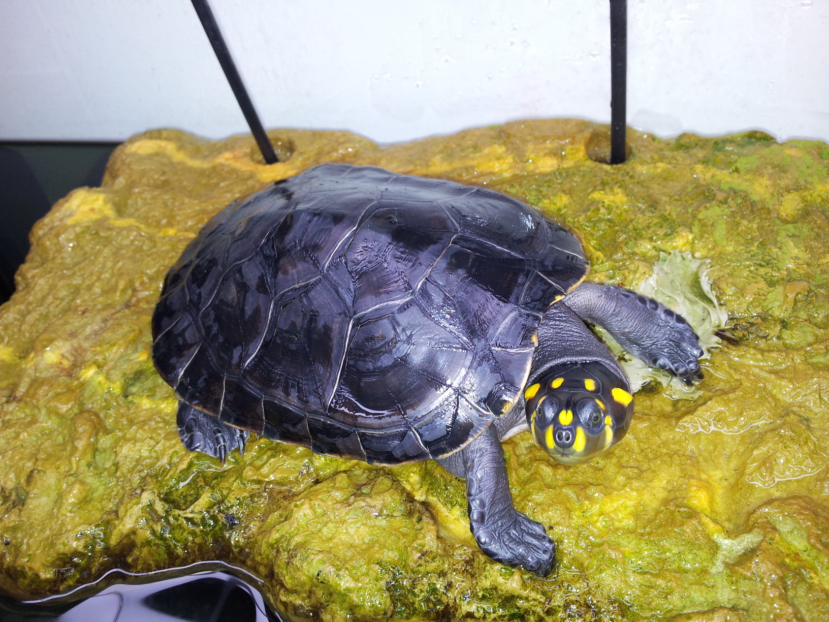  p>黄头侧颈龟(学名: i>podocnemis unifilis /i>)是侧颈龟科,南美侧