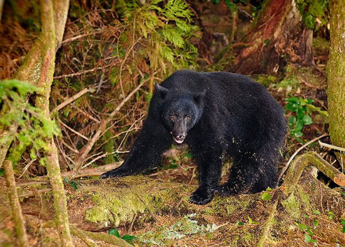  p>美洲黑熊(学名: i>ursus americanus /i>):属大型熊类,体型硕大