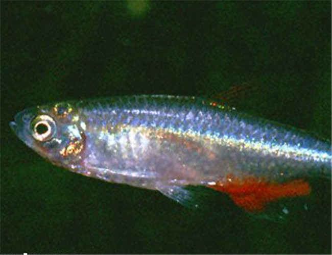 鱼体亚纺锤形,偏长,可达5厘米左右,侧扁.背鳍居中,形与扯旗鱼类相似.