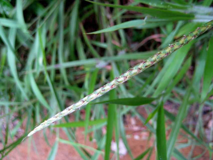  p>粗毛鸭嘴草(学名: i>ischaemum barbatum /i> retz.