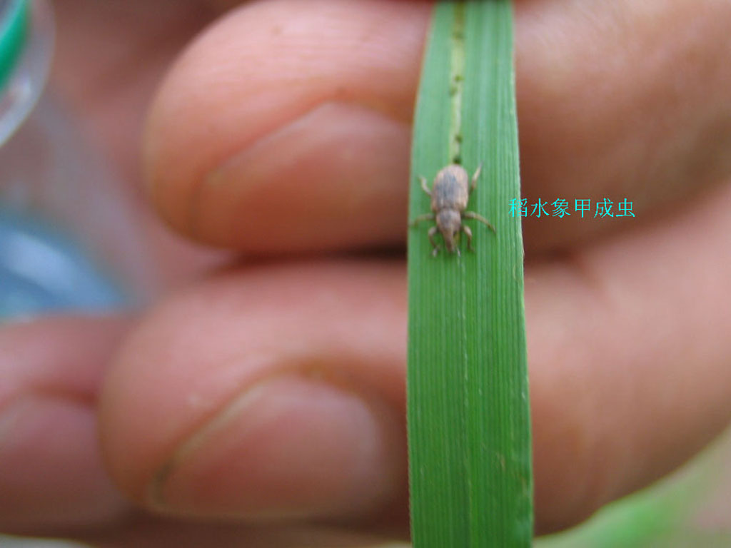 稻水象甲