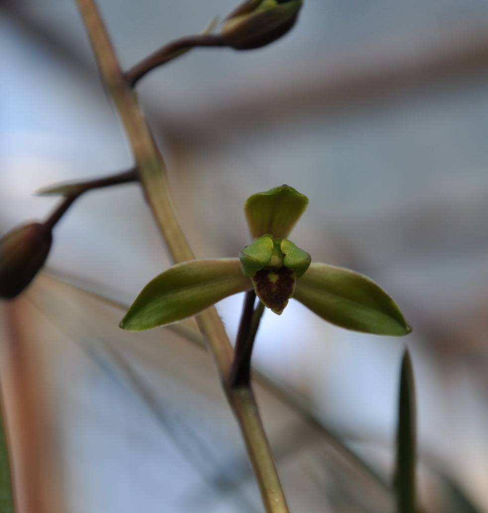  p>火烧兰属(学名:epipactis zinn)是 a target="_blank" href="/item