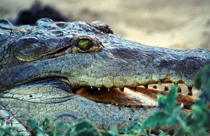 intermedius  /i>(graves, 1819),是鳄科鳄属的一种大型淡水鳄鱼,主要