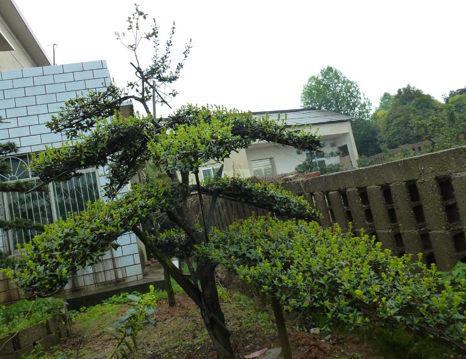 ilex cornuta)又名 a target="_blank" href="/item/猫儿刺/4558809"