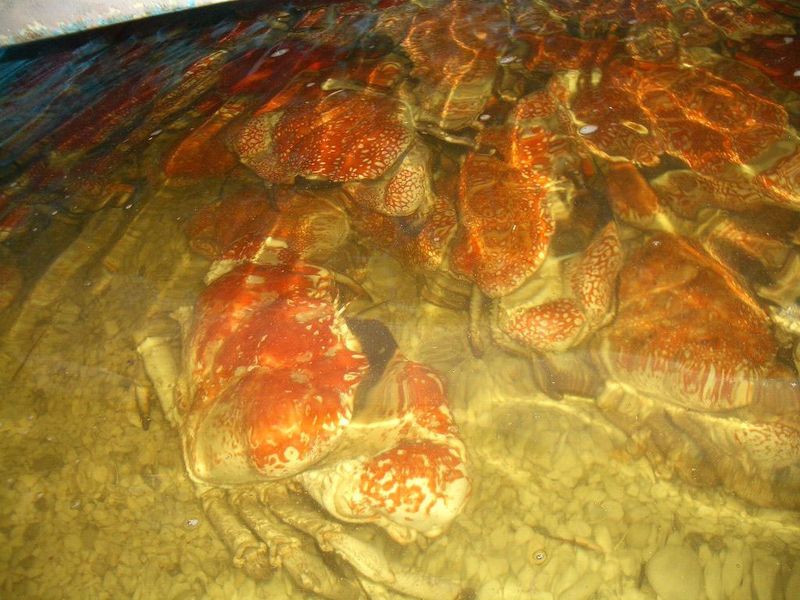  p>巨大拟滨蟹,タスマニアオオガニ,是人们常说的 a href="#" data