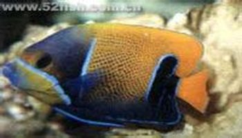 马鞍神仙鱼