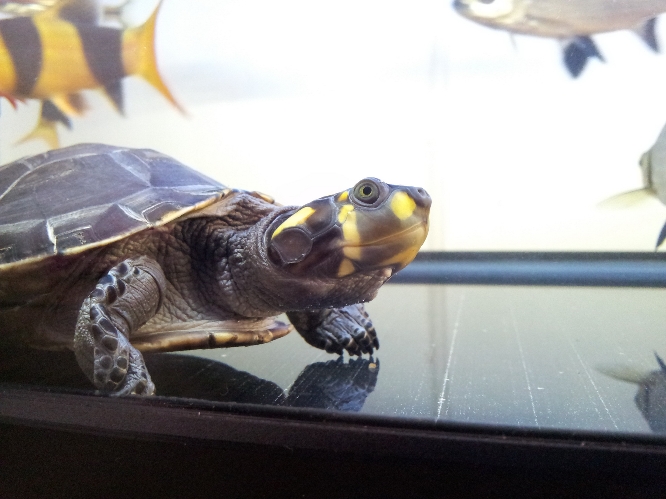  p>黄头侧颈龟(学名: i>podocnemis unifilis /i>)是侧颈龟科,南美侧