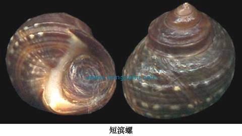 短滨螺_百度百科
