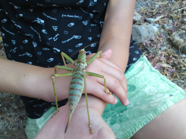  p data-id="gnwipbx5ac">saga ephippigera,欧洲大陆巨型肉食性螽斯.