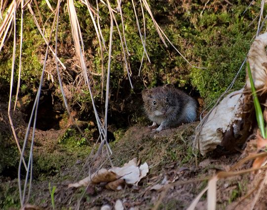  p>普通田鼠(学名:microtus arvalis)体长126~128mm,吻部短而钝,耳壳