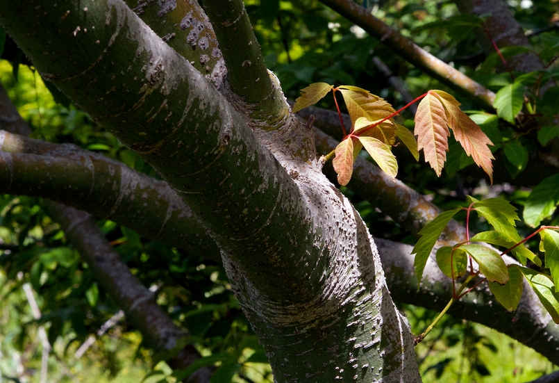 p>建始槭(学名: i>acer henryi /i>  pax)是槭树科,槭属落叶乔木.