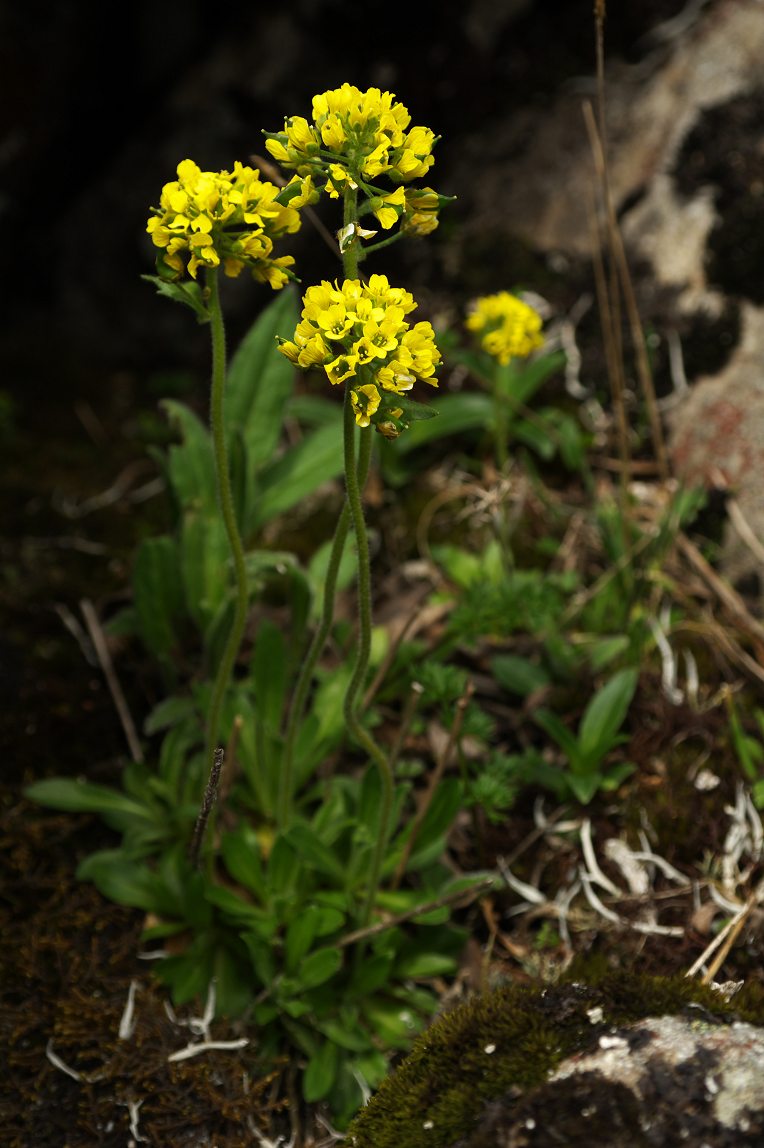 tafellii)为十字花科葶苈属喜山葶苈的变种.