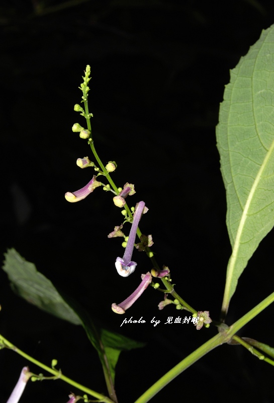  p> b>毛萼香茶菜 /b>(学名: b> i>rabdosia eriocalyx /i> /b>),为