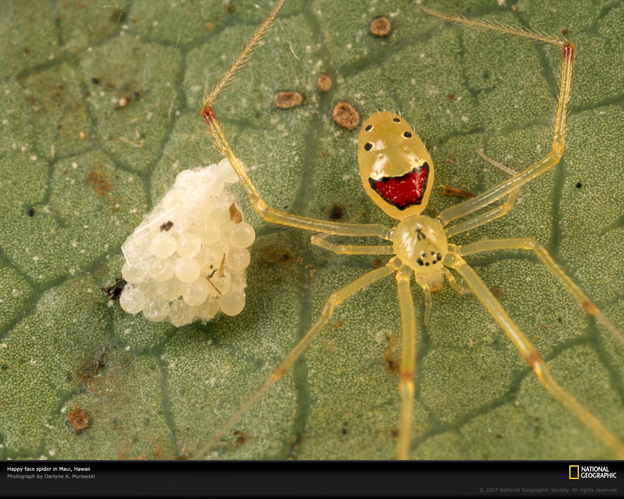  p>笑脸蜘蛛(学名: i>theridion grallator /i>):是美国 a href="#"