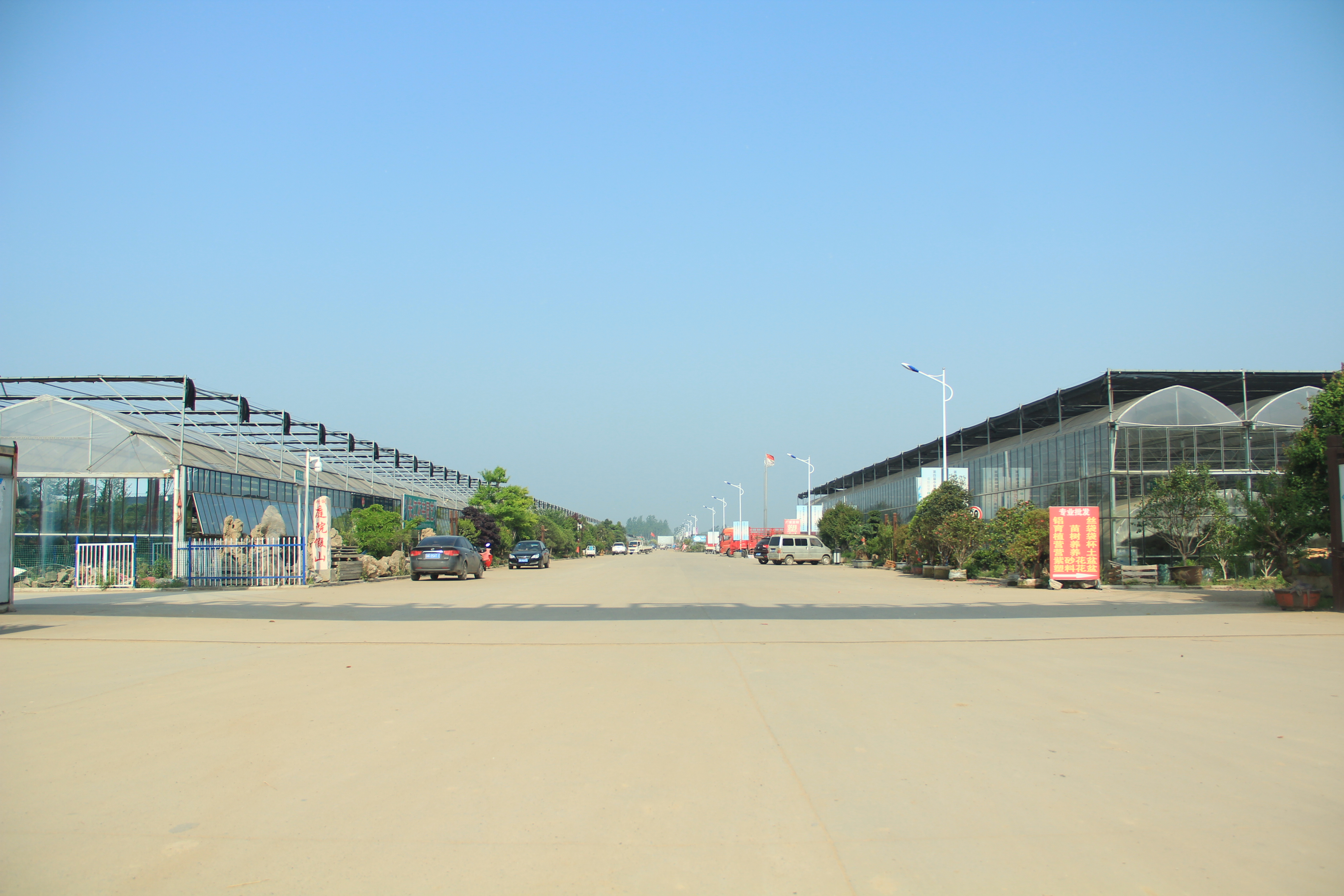 沭阳市有着400多年的花木种植历史,县内新河镇2000年被省花木协会评为