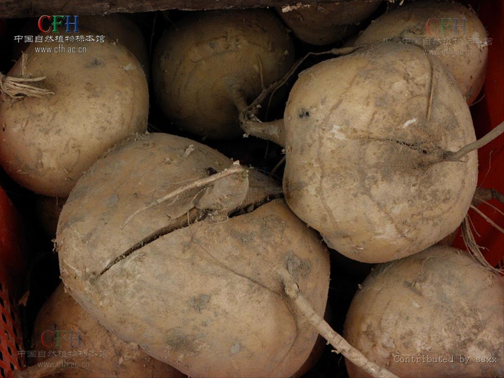  p>豆薯属(学名: i>pachyrhizus&nbsp;rich /i>. ex dc.