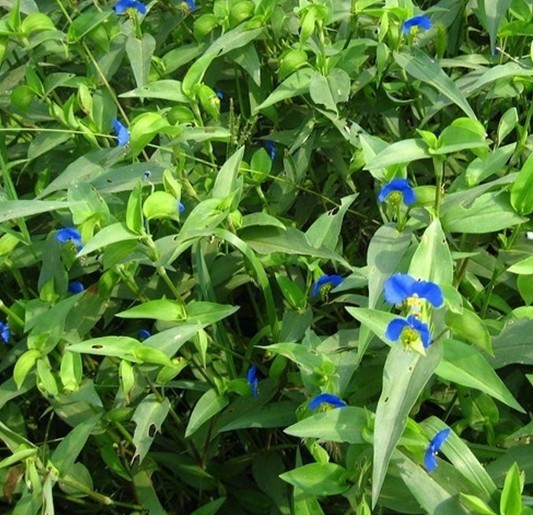  p>波缘鸭跖草,多年生披散 a href="#" data-lemmaid="541696">草本 