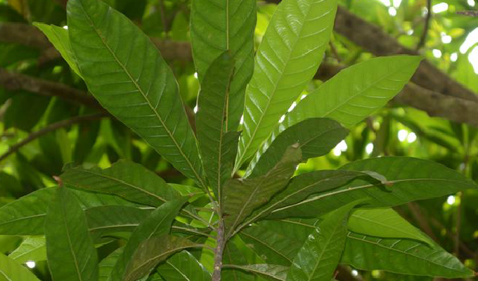  p>蛋黄果属(学名:lucuma molina)是柿目,山榄科乔木或 a href="#"