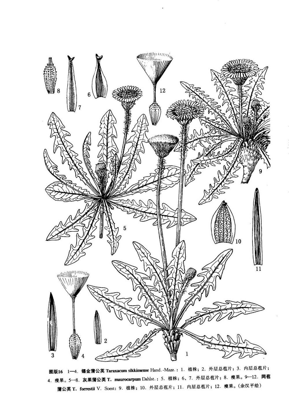  p>灰果蒲公英(学名: i>taraxacum maurocarpum dahlst.