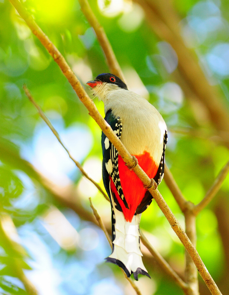  p>古巴咬鹃(学名:priotelus temnurus)是小型 a target="_blank"