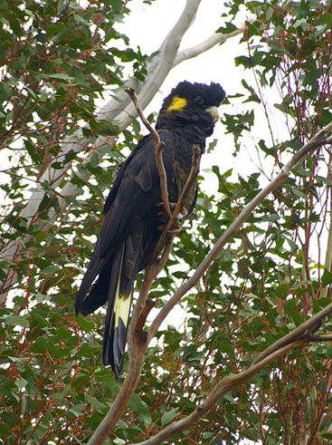 yellow-tailed black-cockatoo